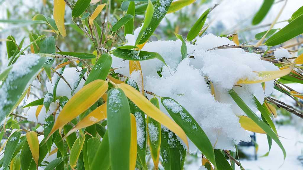 冬季积雪的竹林图片