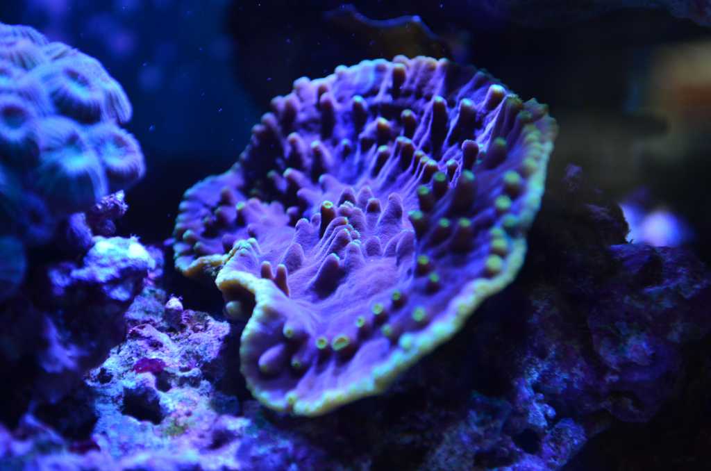 海底美丽的软珊瑚