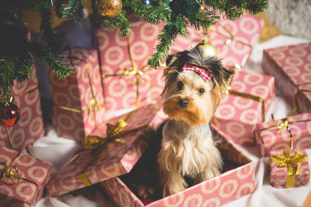 圣诞礼盒中的小狗图片