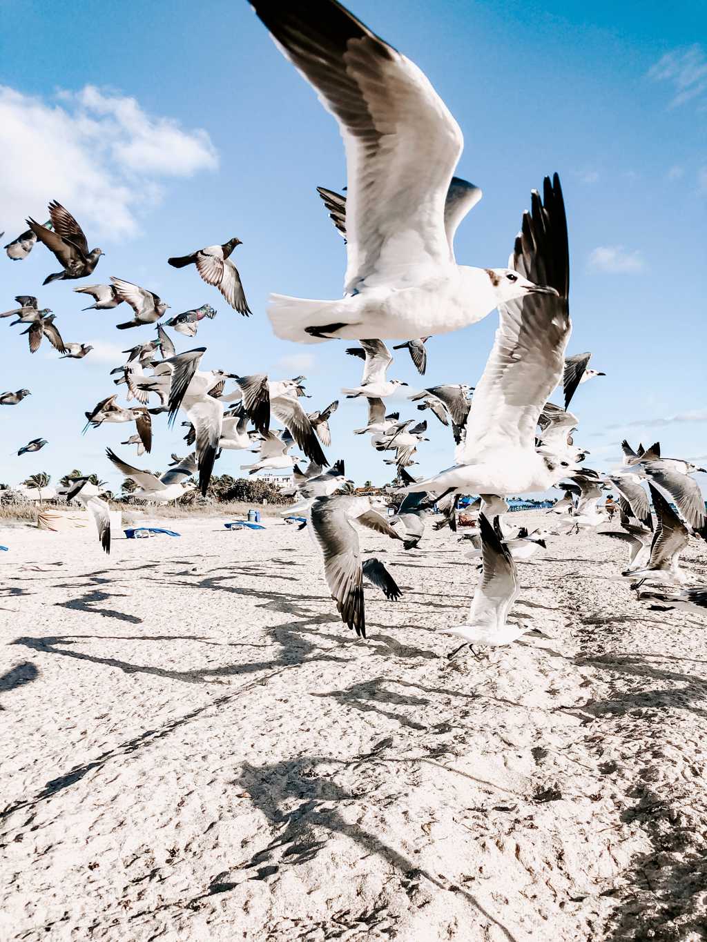 沙滩上群起飞翔的海鸥