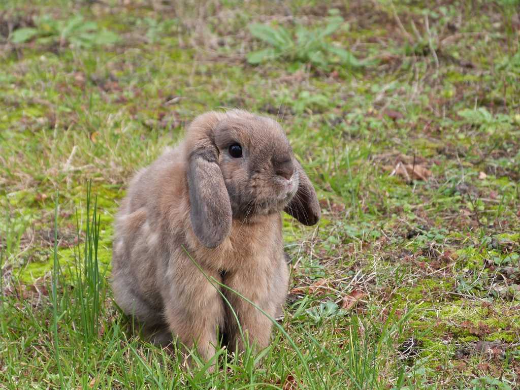 可爱的荷兰兔