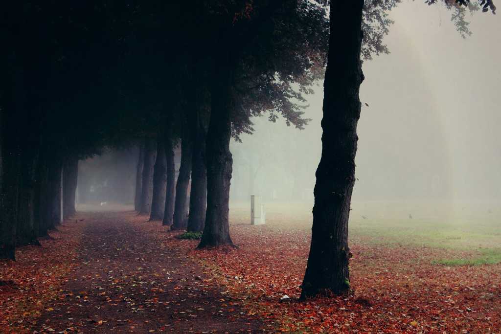 云雾缭绕的秋天树林图片