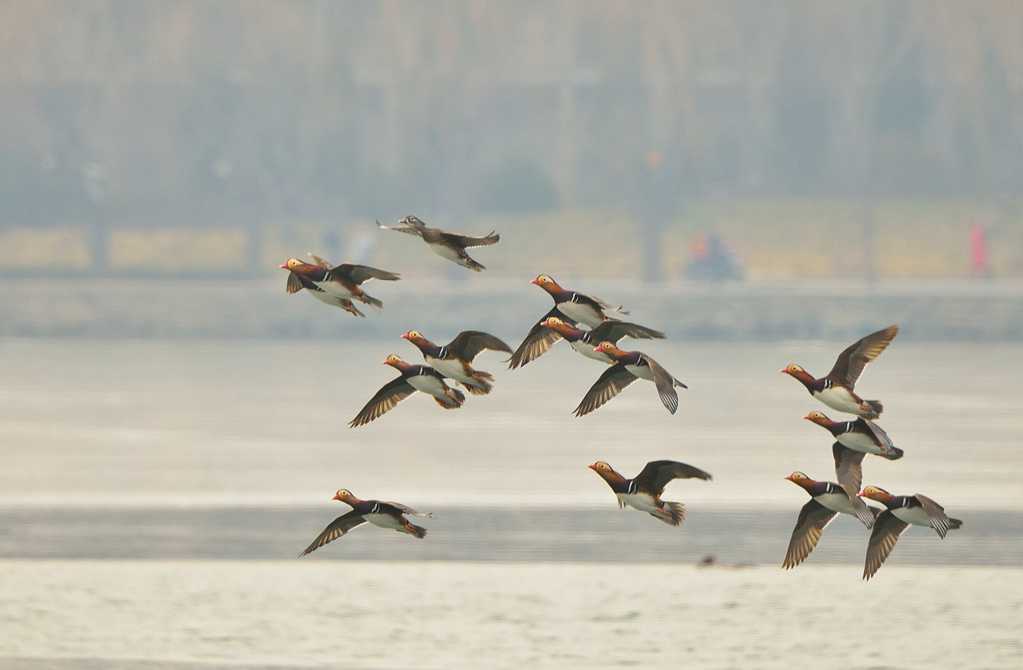 湖面上展翅的鸟群