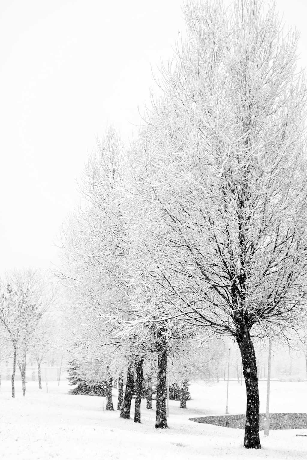 冬日树林雾凇雪景