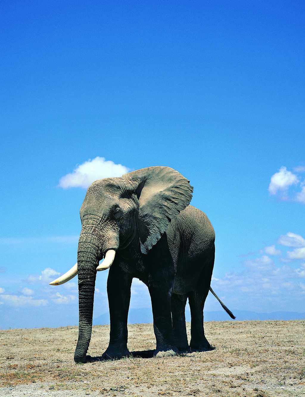 蓝天下的非洲象图片