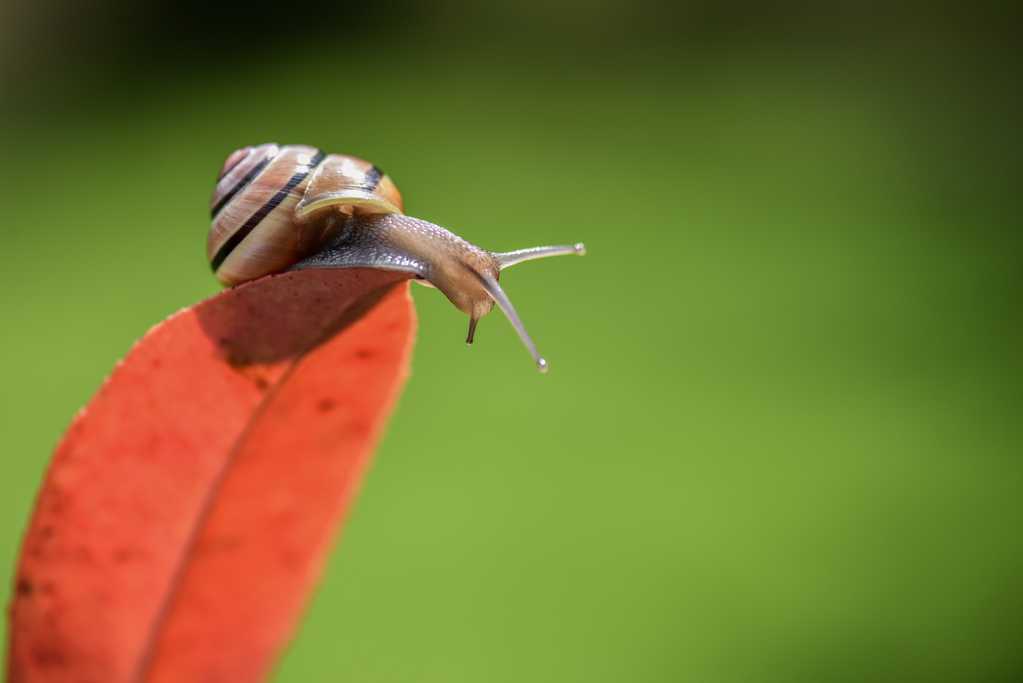 叶子上的蜗牛图片