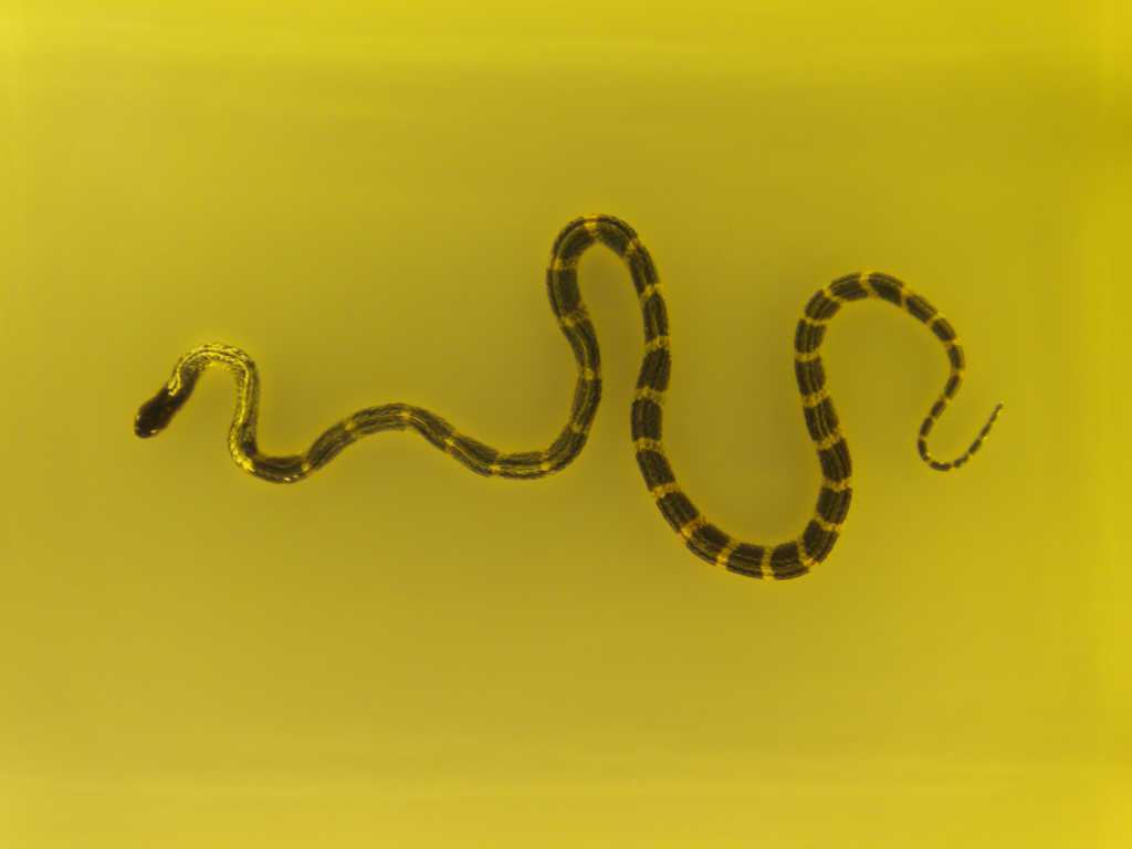 可怕的毒蛇图片