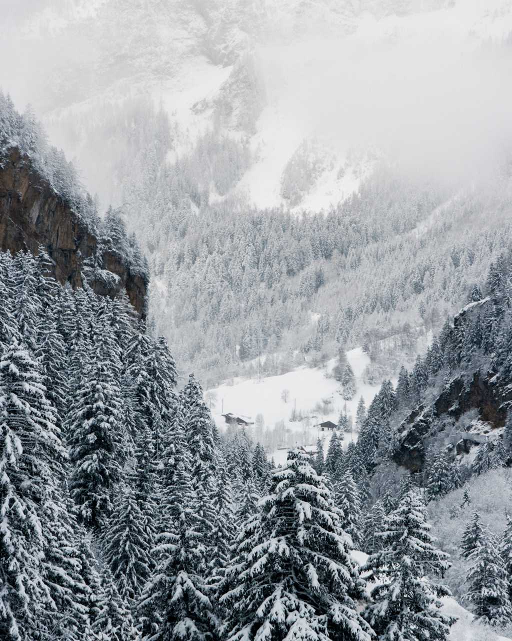 雪域高山杉丛林图片