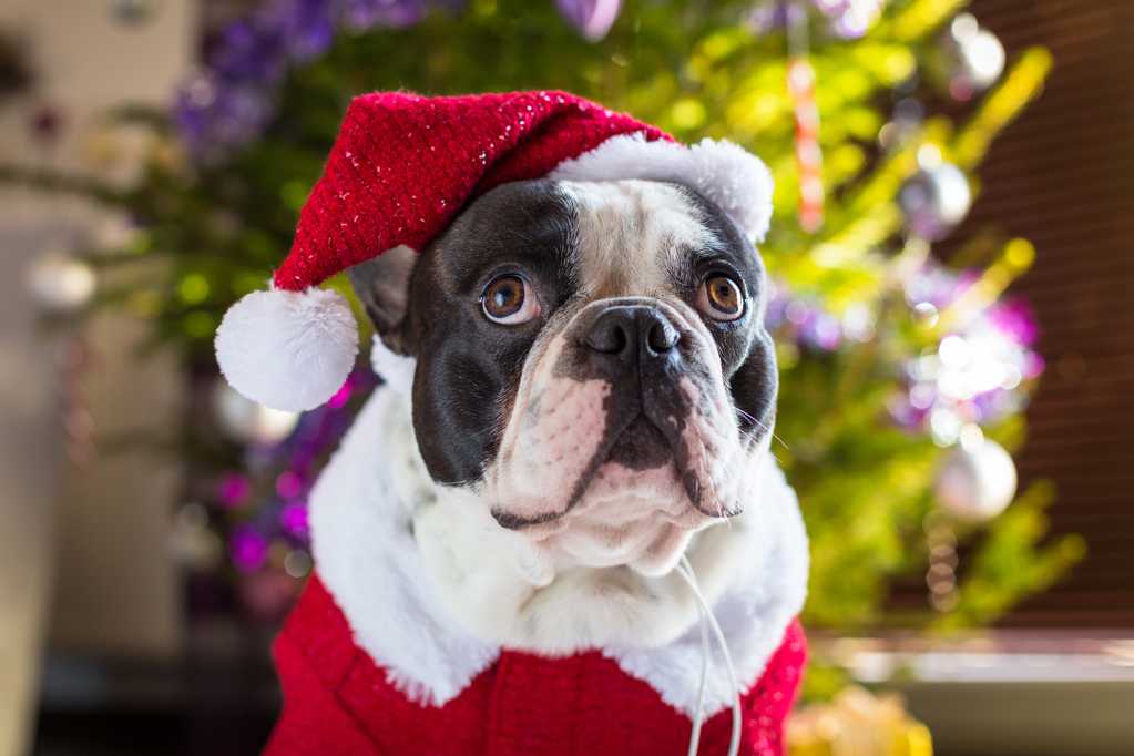 穿圣诞装的狗狗图片