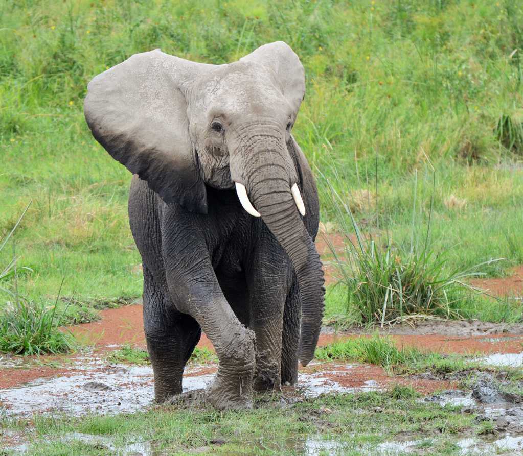 泥地里的大象图片