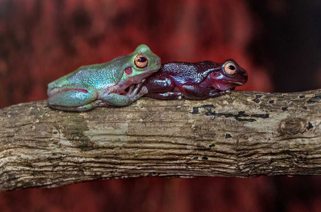 两只可爱的树蛙图片