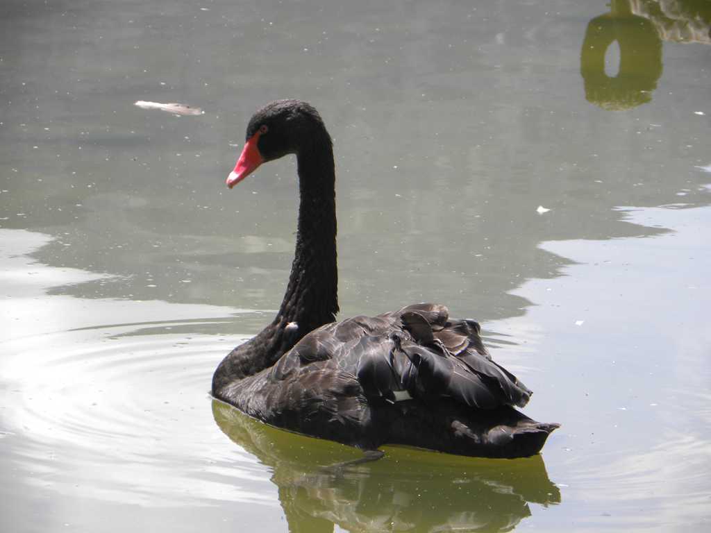 浮在湖中的黑天鹅