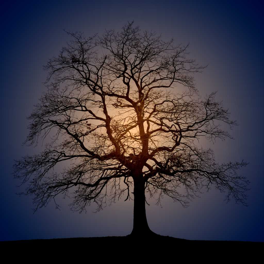 唯美的枯树木剪影图片