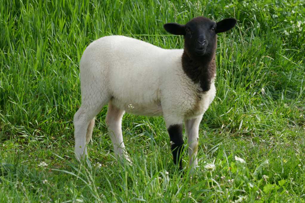 草原上的黑白绵羊