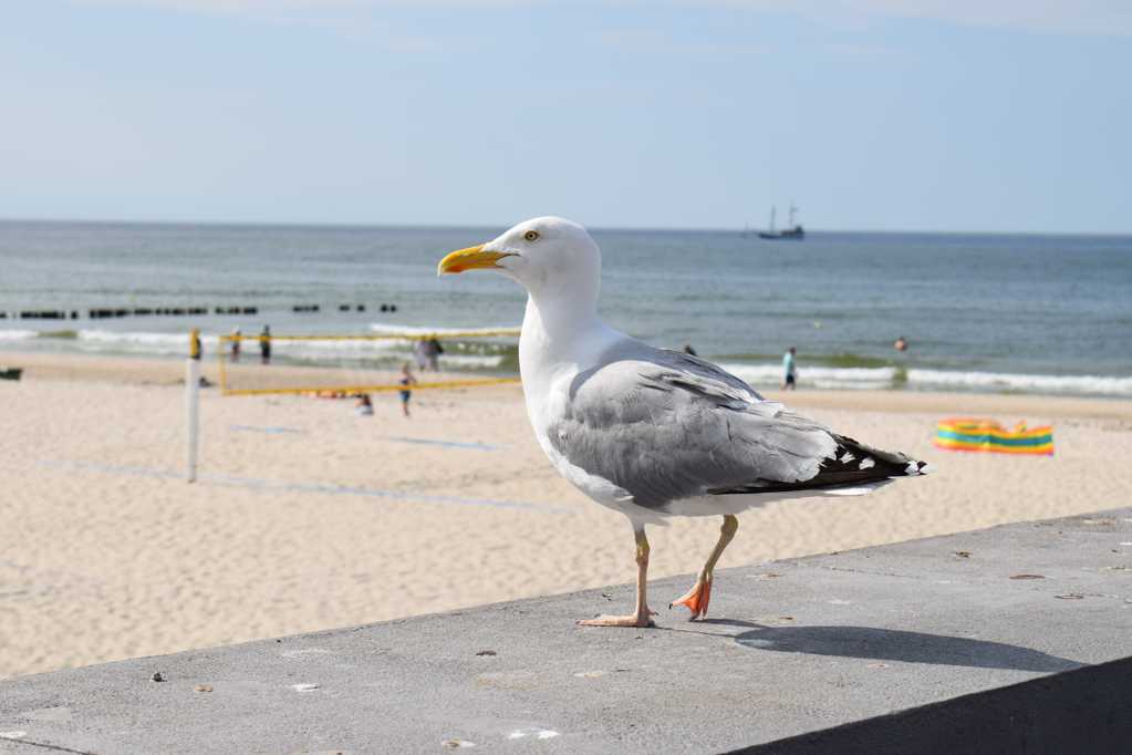 岸上休憩的海鸥图片