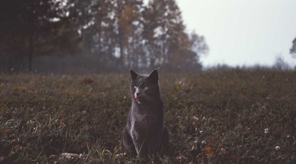 冷酷孤独的黑猫图片