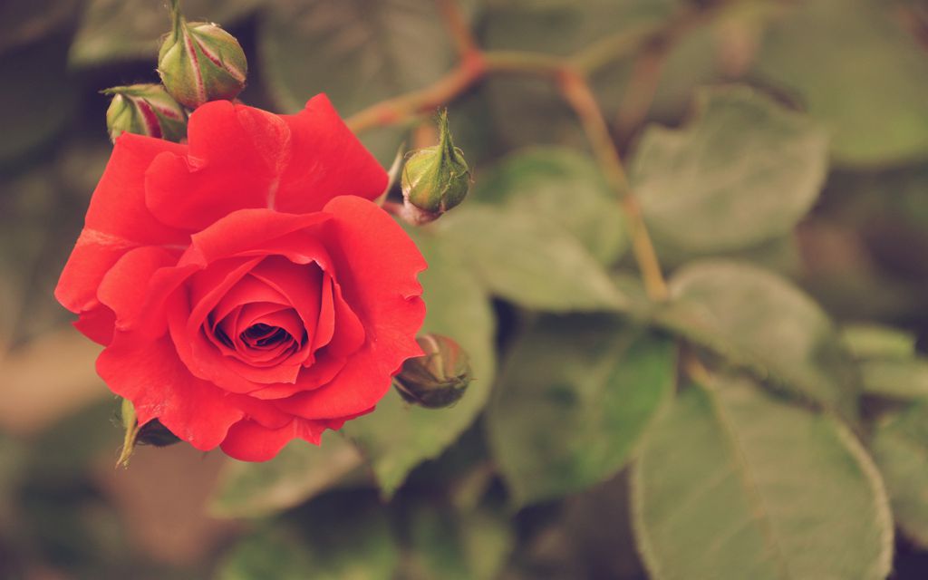 鲜红的玫瑰花