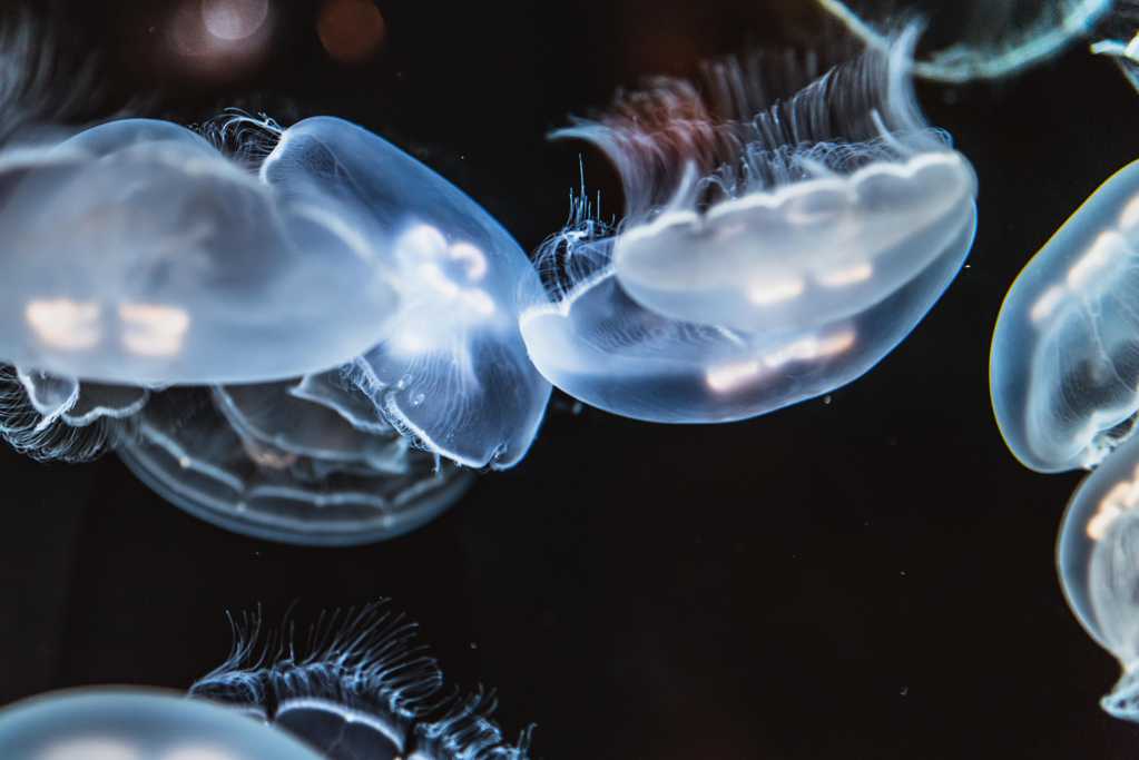 海中透亮的水母图片