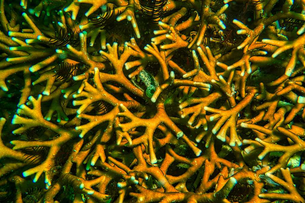 深海海藻图片