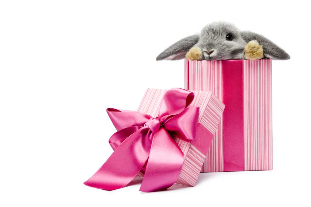 礼物盒里的兔子