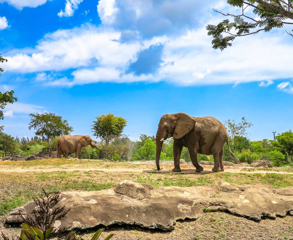 非洲野生大象图景