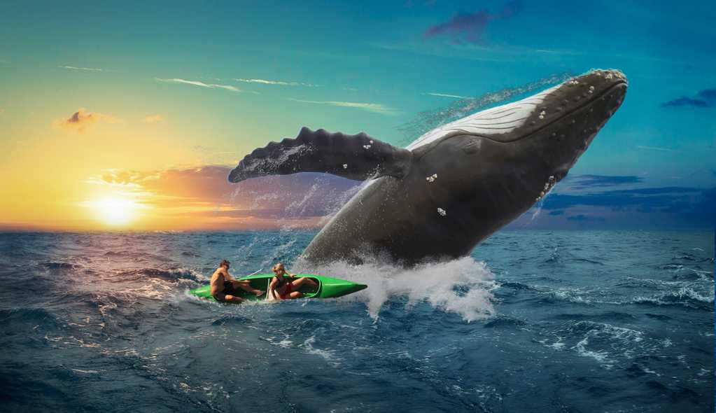 跃出水面大鲸鱼图片