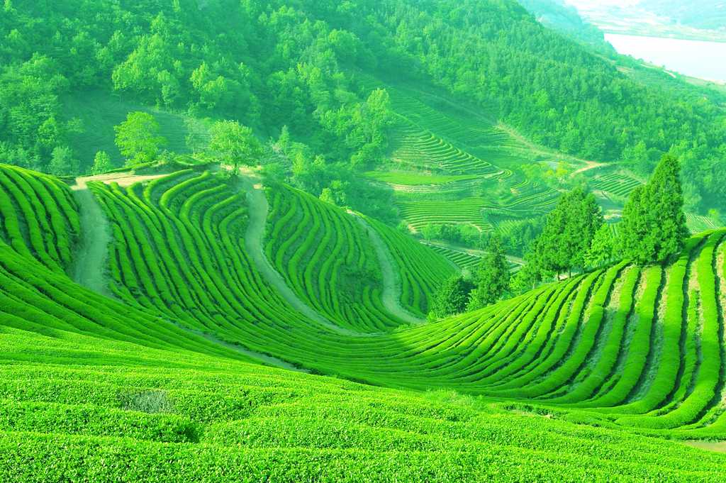 景色宜人的绿色茶山