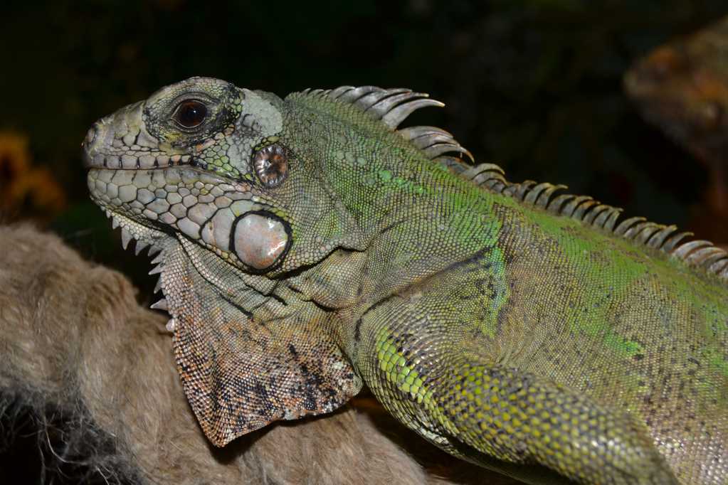 夜晚下绿鬣蜥的特写图片