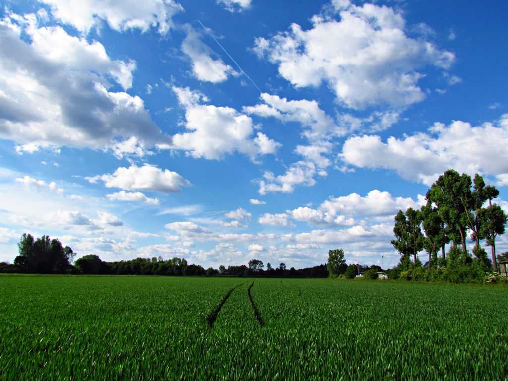 蓝天下绿色稻田景致图片