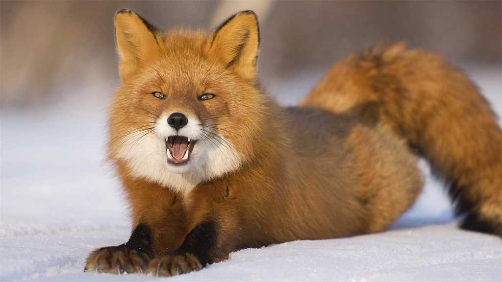 野外的红狐图片
