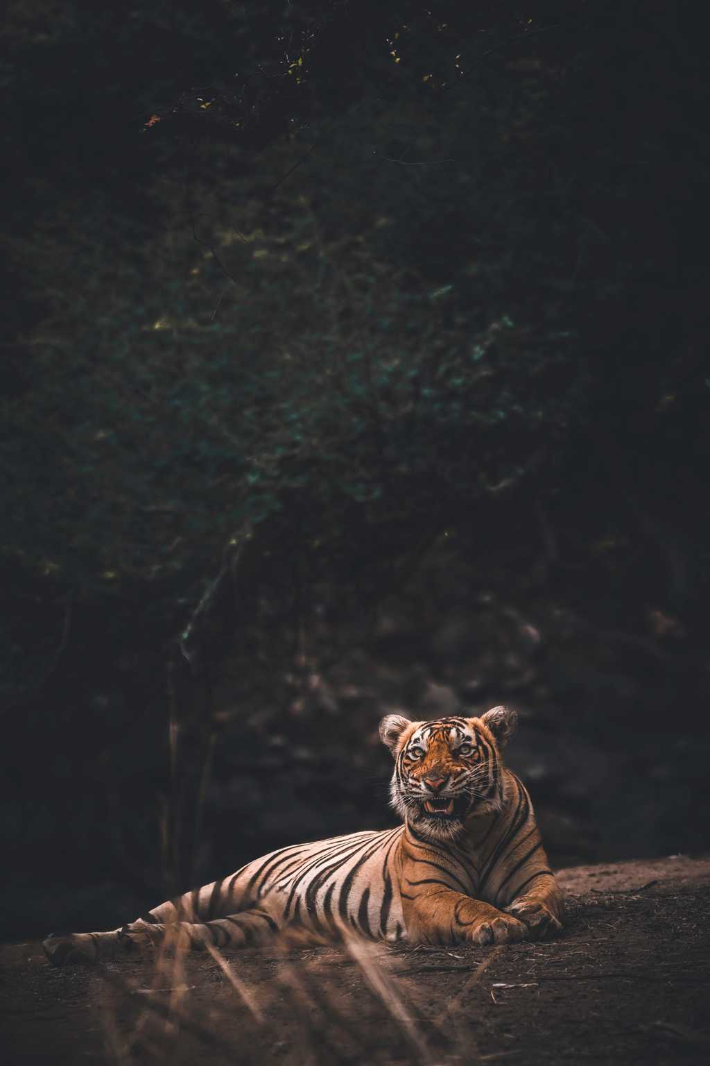 丛林中休憩的大老虎图片