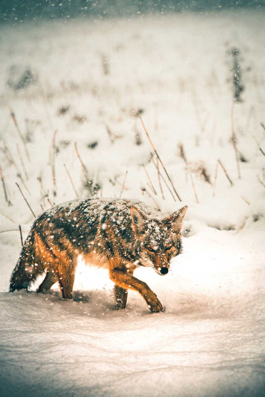 风雪中觅食的饿狼