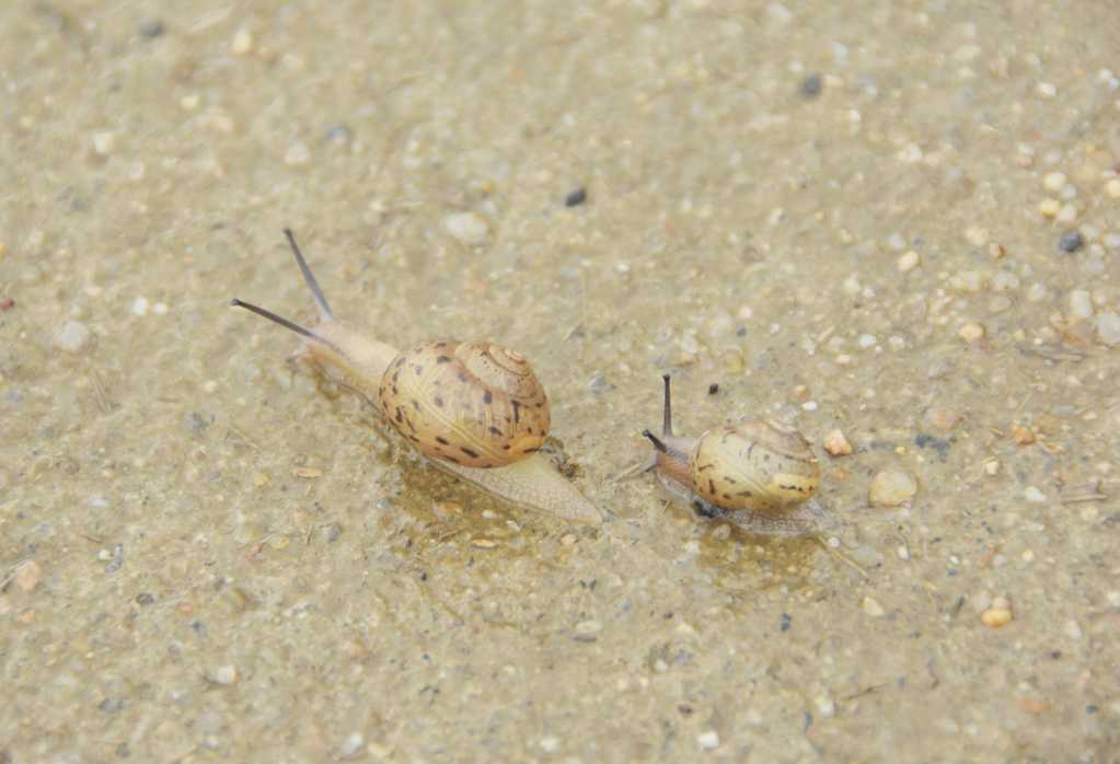 沙滩上爬行的蜗牛