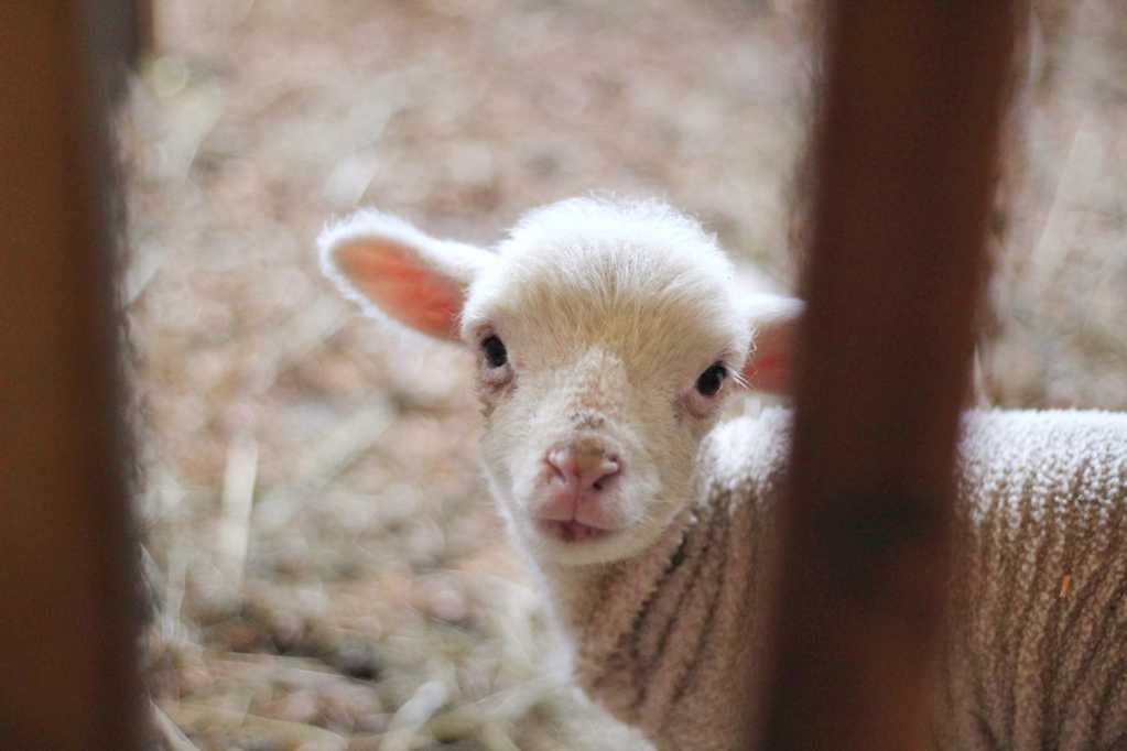 一只可爱的小羊羔