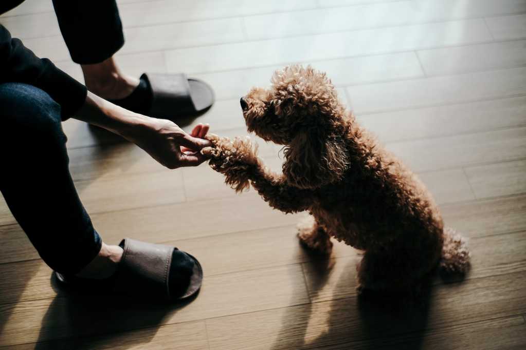 可爱的贵宾犬握手图片