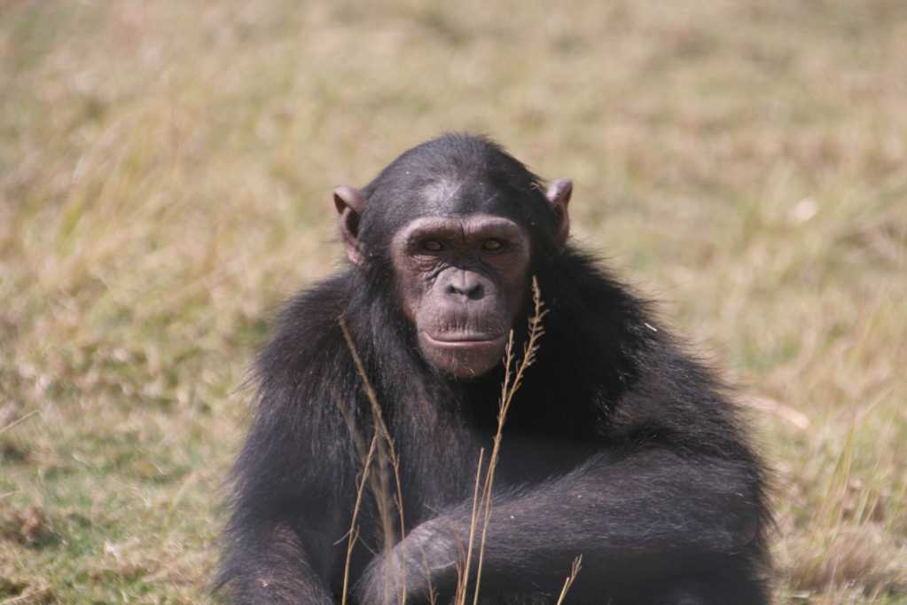 草原上的黑猩猩图片
