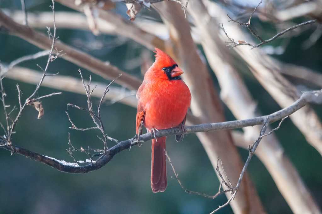 美丽的红衣主教鹦鹉