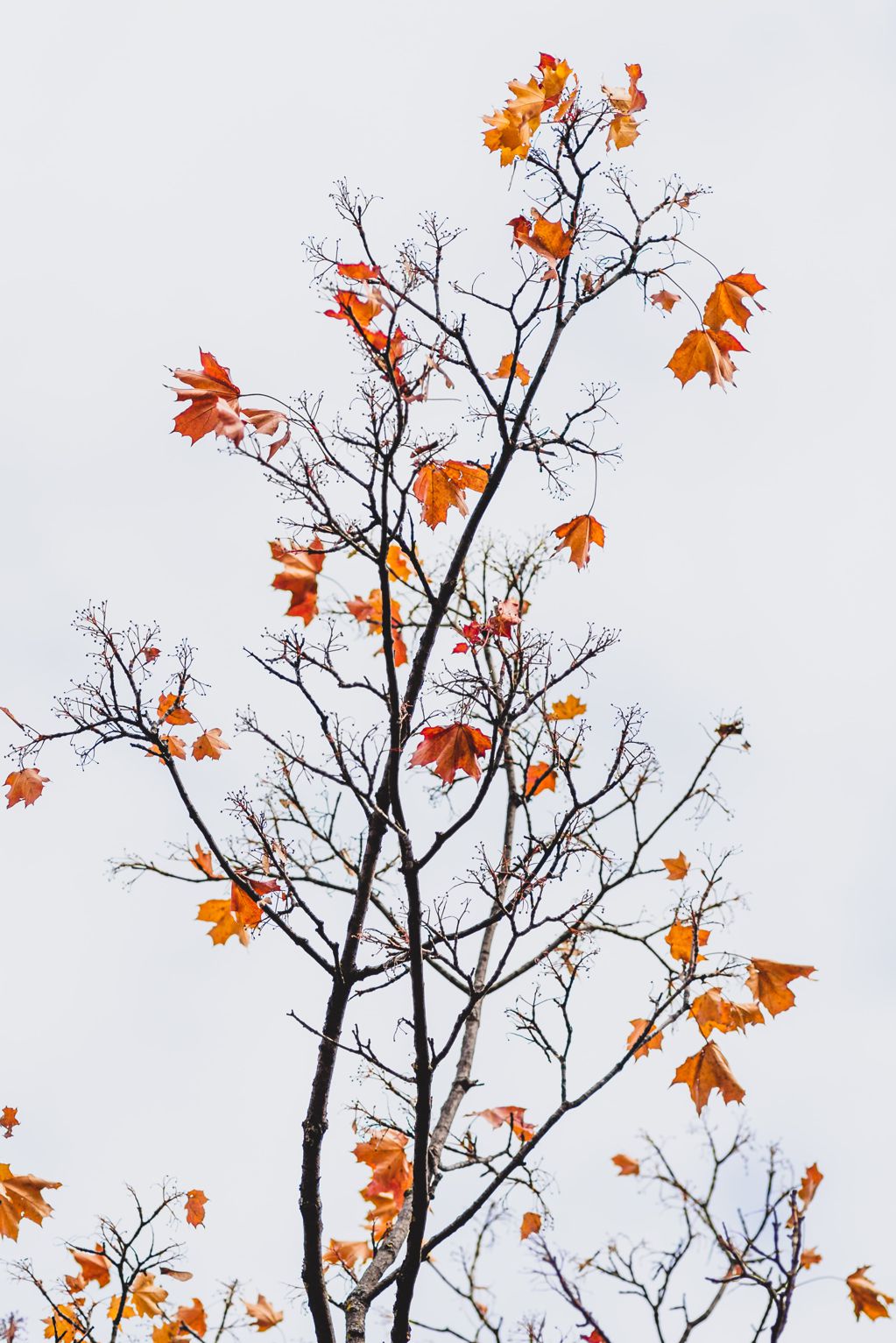 秋日树木唯美意境图片