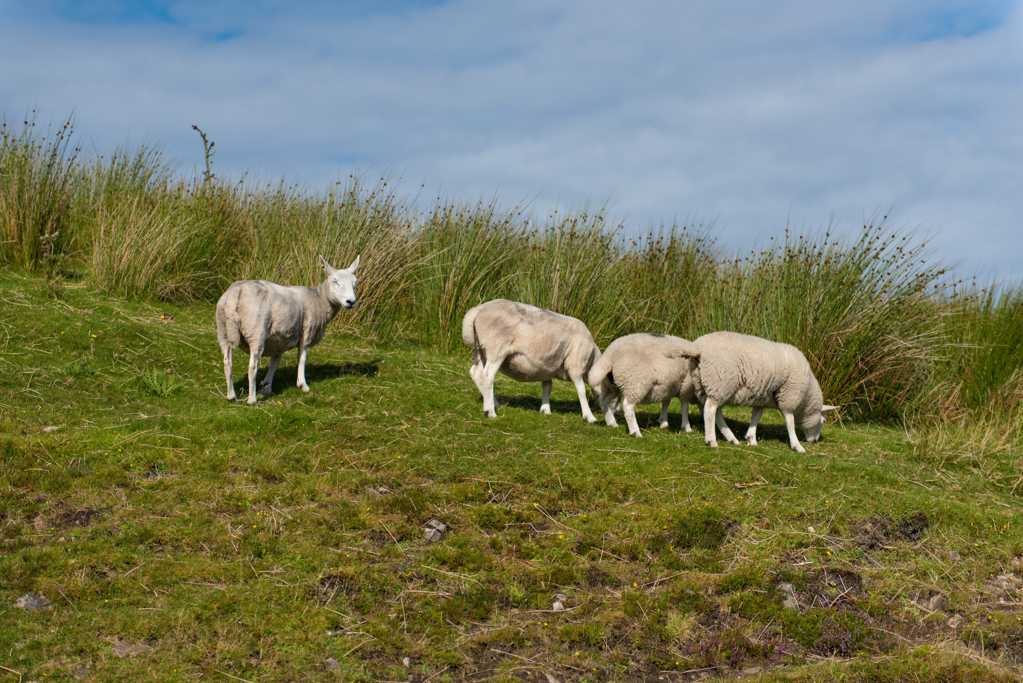 草原上的绵羊图片