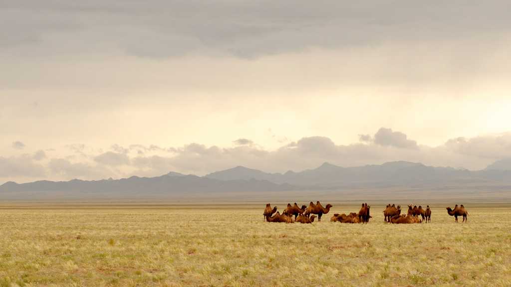 大漠中成群的骆驼