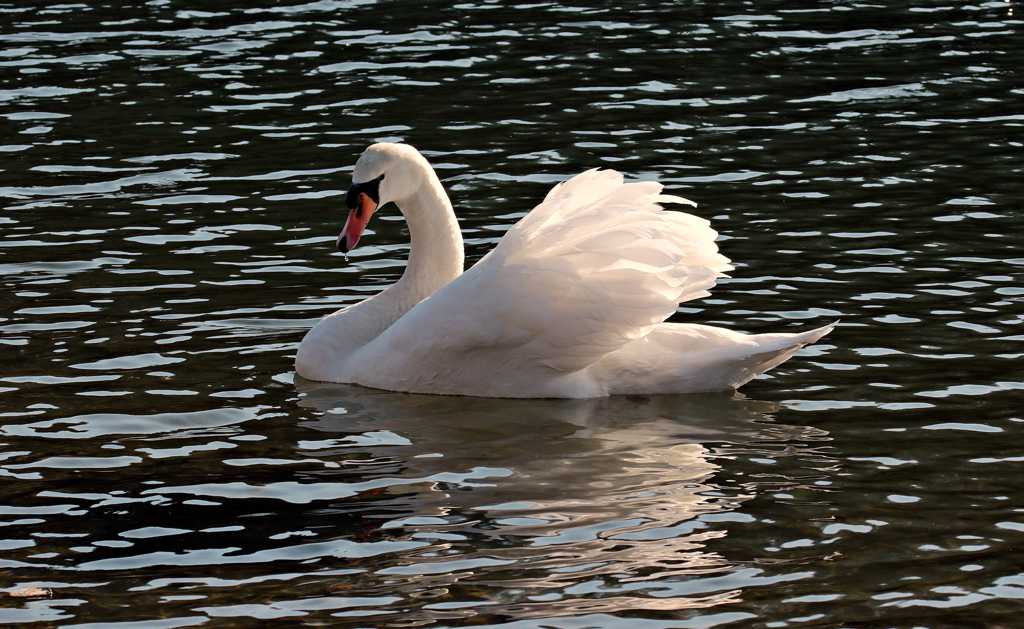 湖中的白天鹅图片
