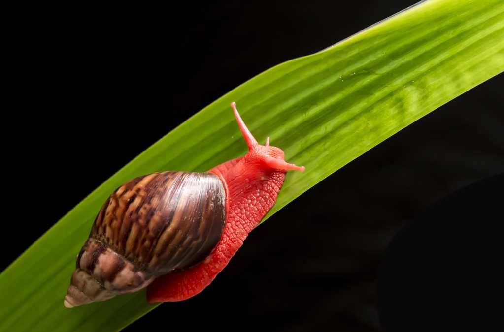 艳丽的红蜗牛