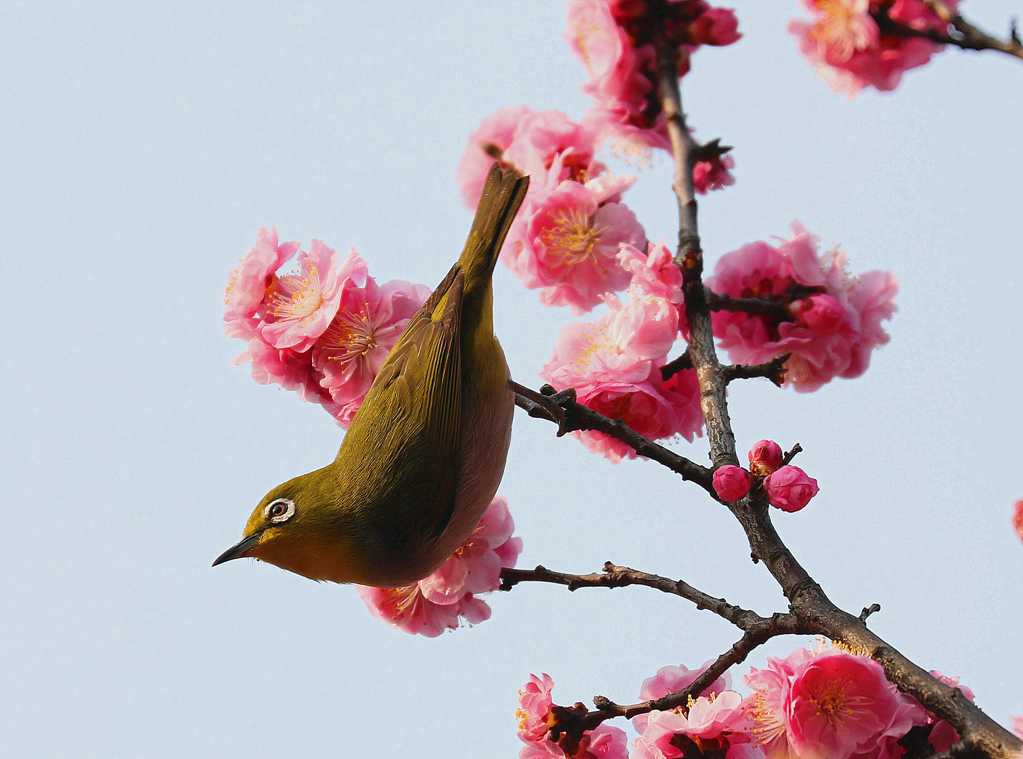 栖息在梅花上的绣眼鸟