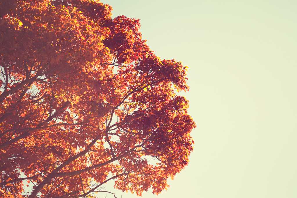 秋日枯黄的树木