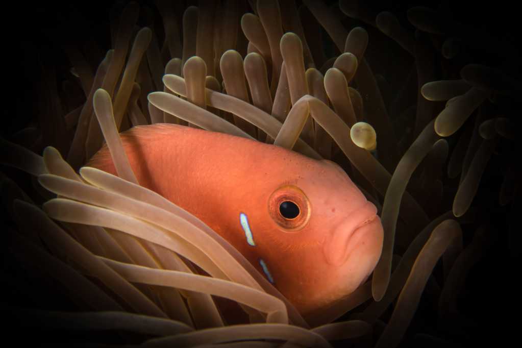 珊瑚丛中的小丑鱼图片
