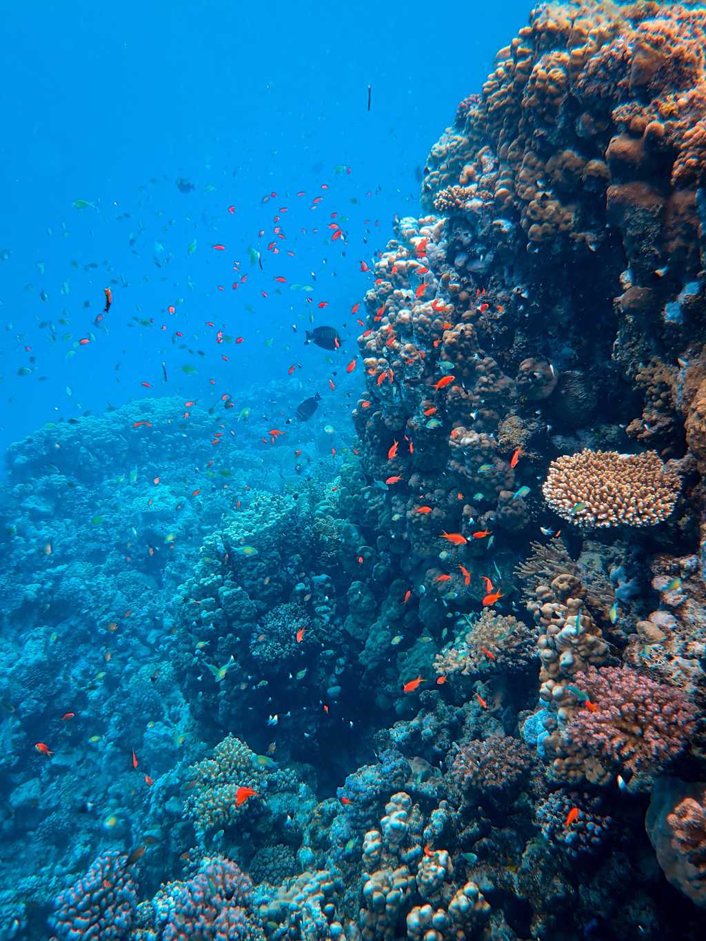 海底的珊瑚群和鱼儿图片