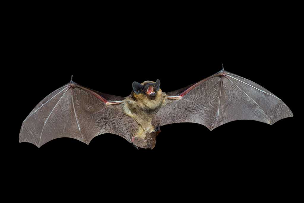 可怕的吸血蝙蝠