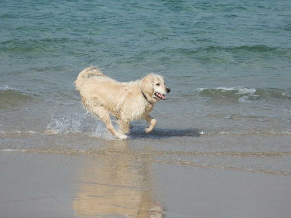 海边奔跑的金毛寻回犬图片