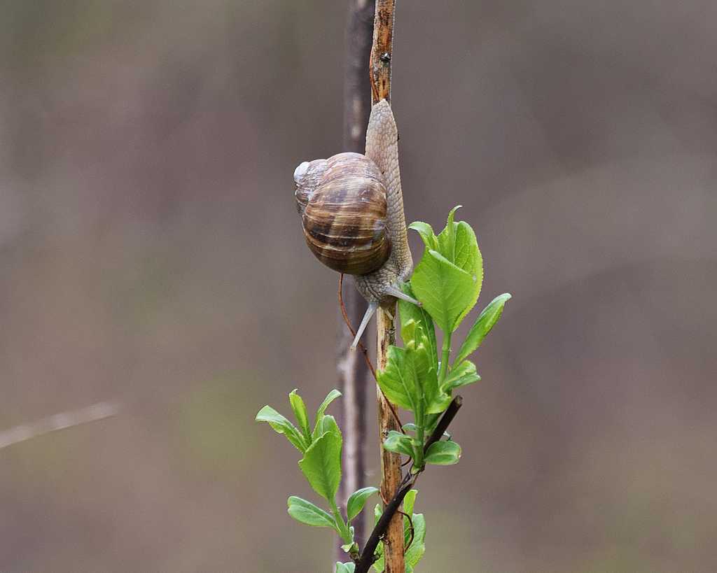 爬上树枝的小蜗牛