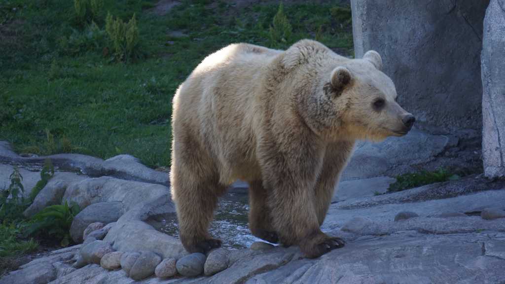 身形壮硕的棕熊图片